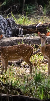 Safari im Yala-Nationalpark ab Mirissa